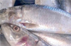 ’Modi bhutai’ (sardines), a hit in Mangaluru